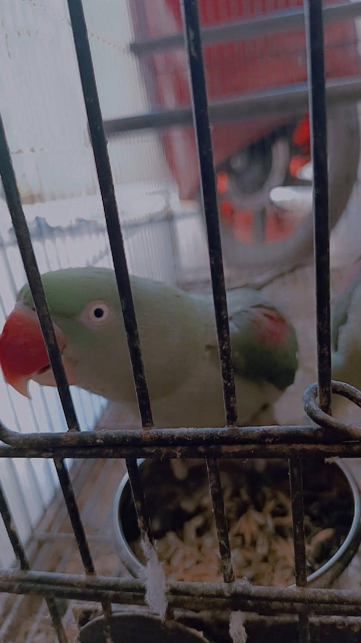 Raw parrots 3