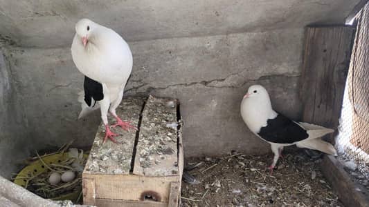 breeder pair h king size may eggs nikaly huay hn 13 din hogy