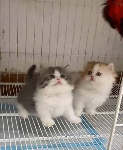 Persian cat triple kot,for sale,my WhatsApp 03481292582