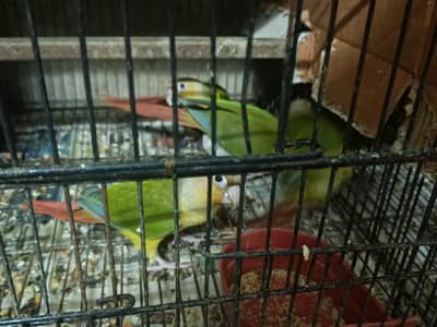 cocktail pineapple yellow sided red factor conor and green chick Conor