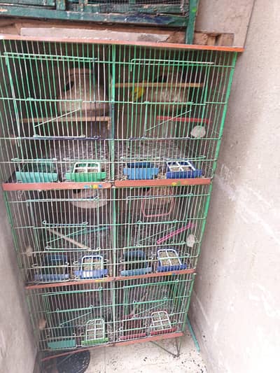 fhishar lovebirds pir