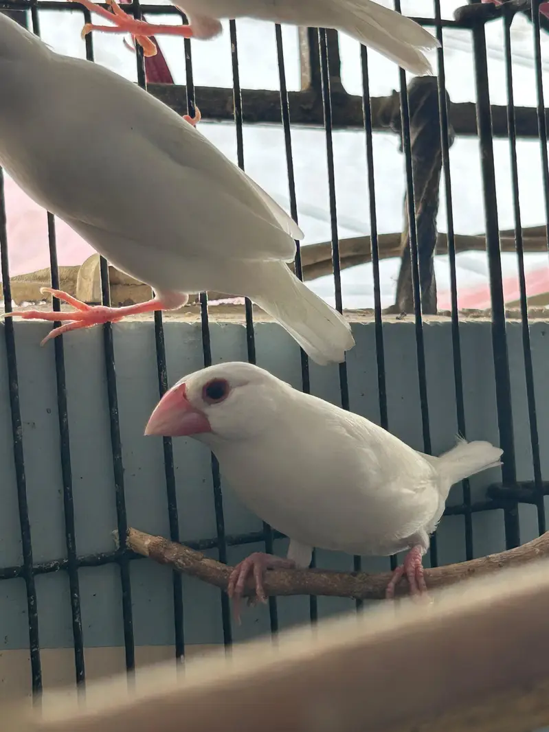 white java — photo 3