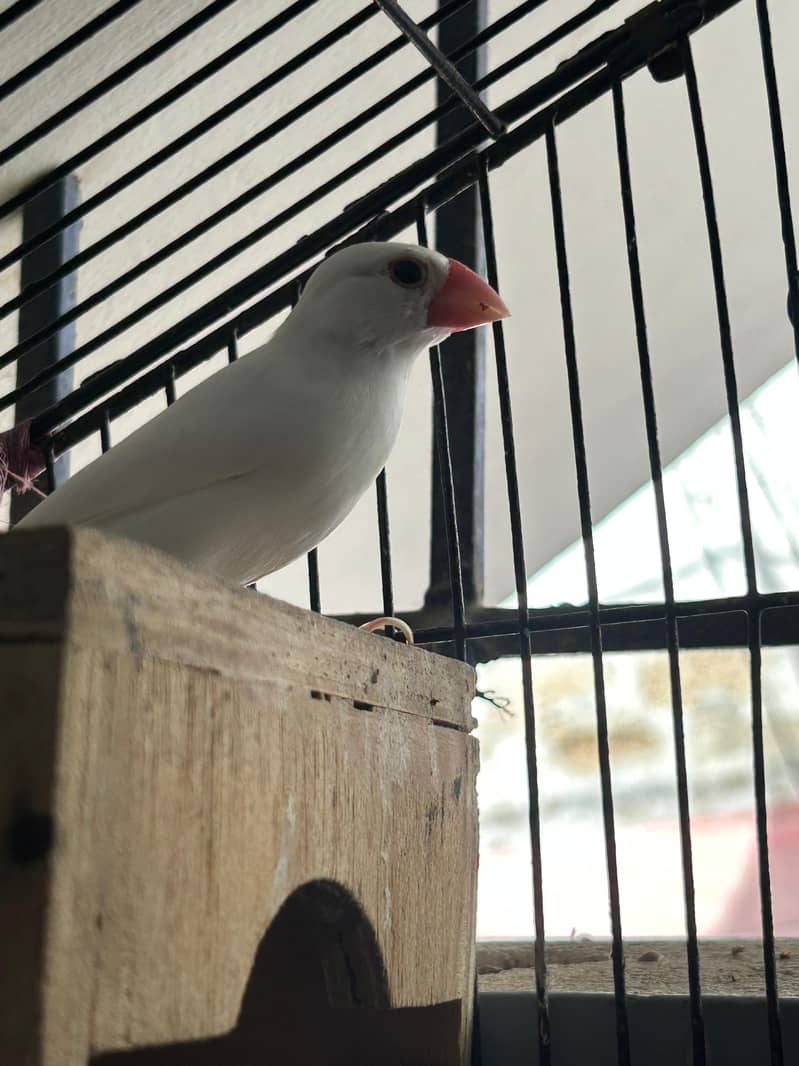 white java 4