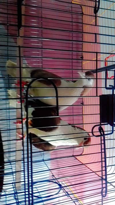breeder pair hai with cage / type sherazi hai . . .