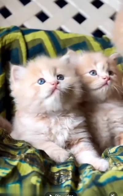 Persian cat triple kot,for sale,my WhatsApp 03481292582