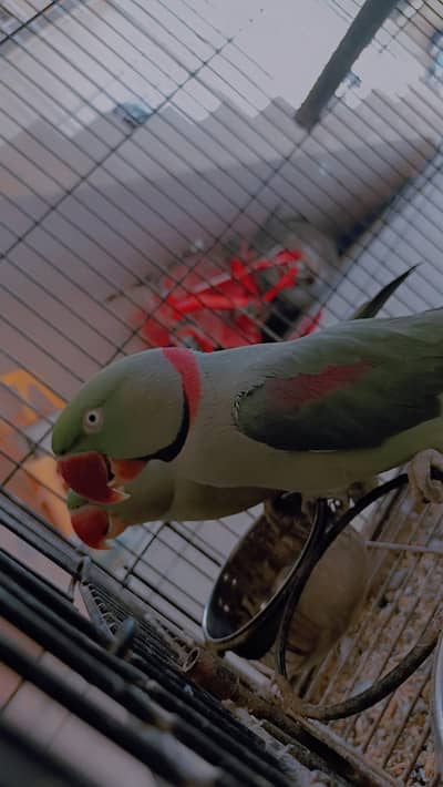 Alexander raw parrot