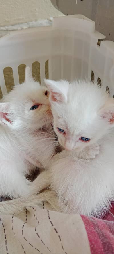Persian kitten pair for sale