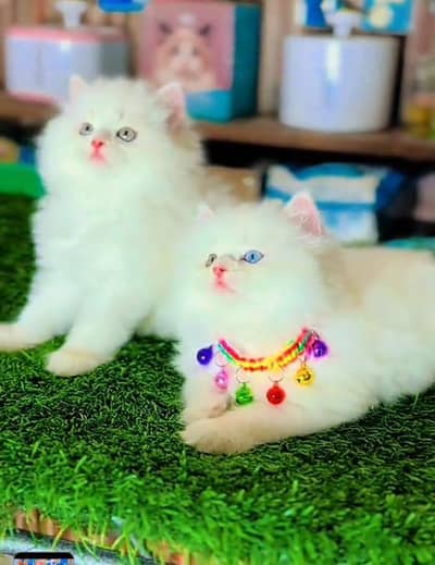 Persian cat triple kot,for sale,my WhatsApp 03481292582