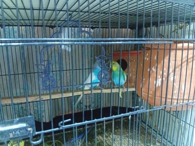 budgies pair for sale