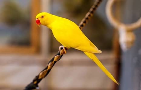 Yellow Ring Nick Breeder Female