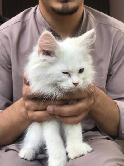 persian cat pair