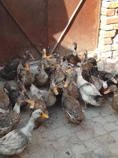 duck for urgent sell with hatchery