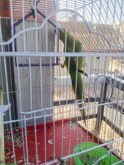 parrot for sale
