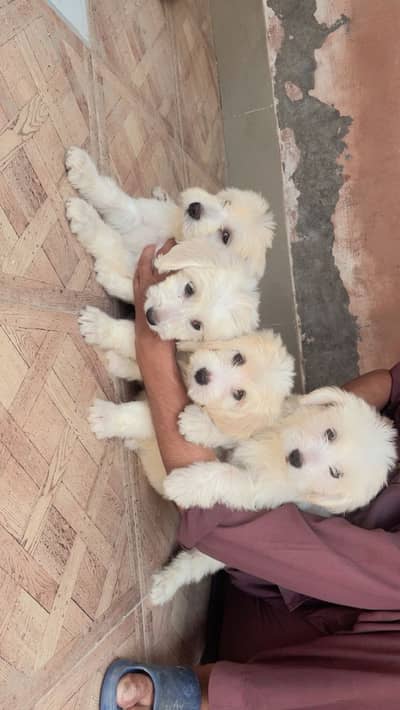 Maltese pupies | imported puppies | Maltese pair for sale
