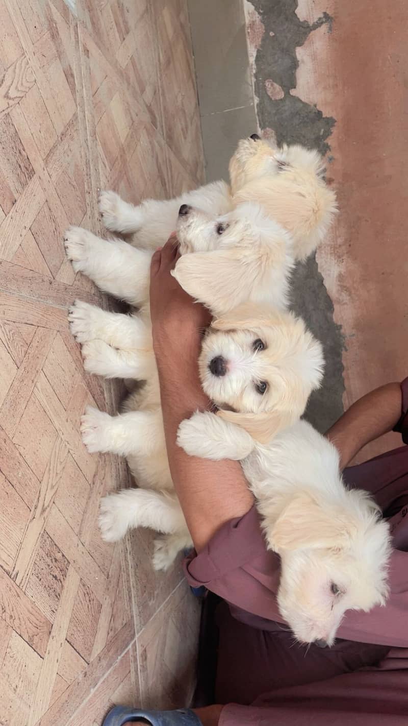 Maltese pupies | imported puppies | Maltese pair for sale 4