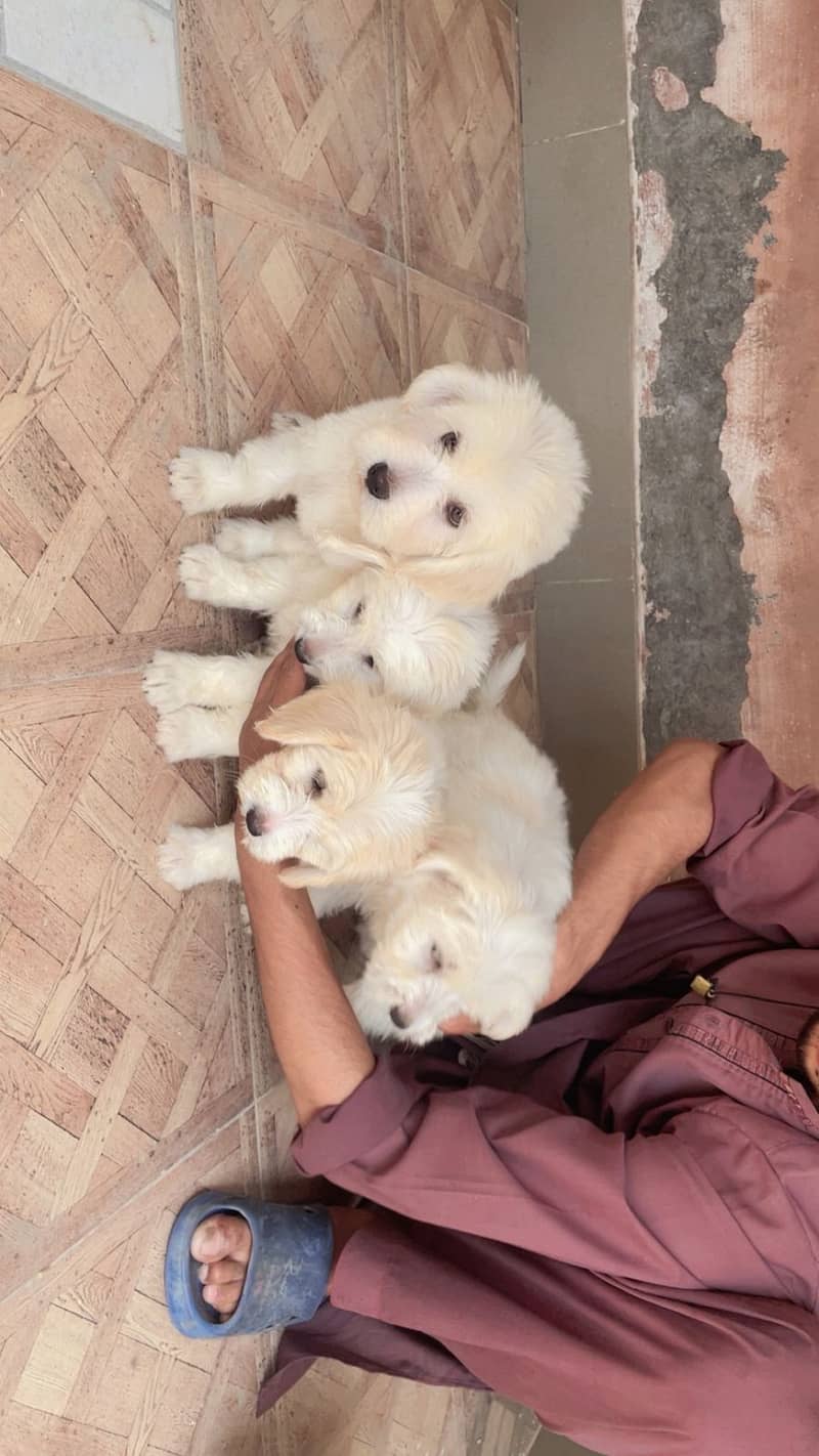 Maltese pupies | imported puppies | Maltese pair for sale 7