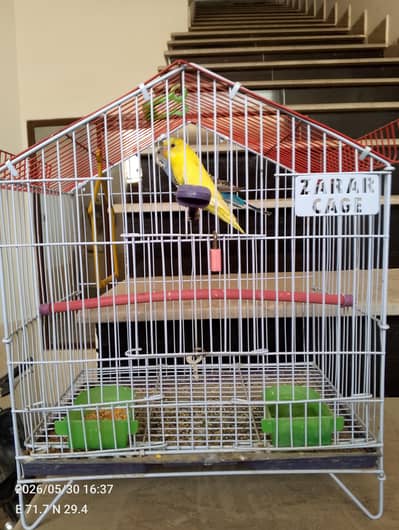 1 pair parrot with  cage
