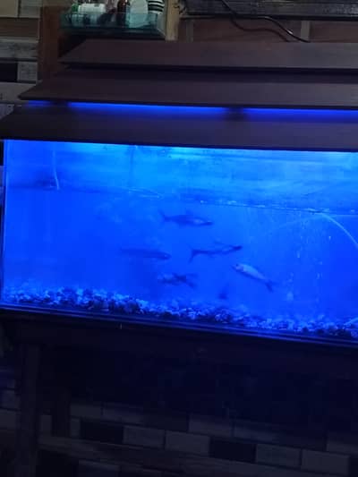 fish aquarium full size with machine 10pair fishes
