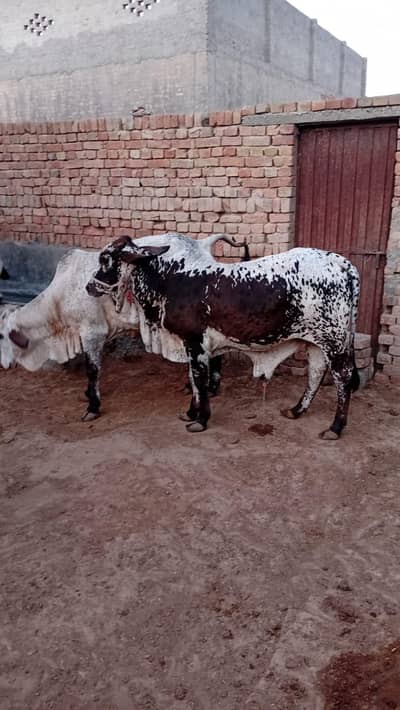2027 ki Qurbani keliye