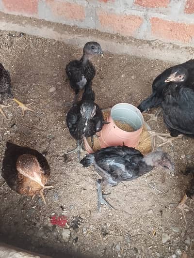 Aseel Dragon Pure Black