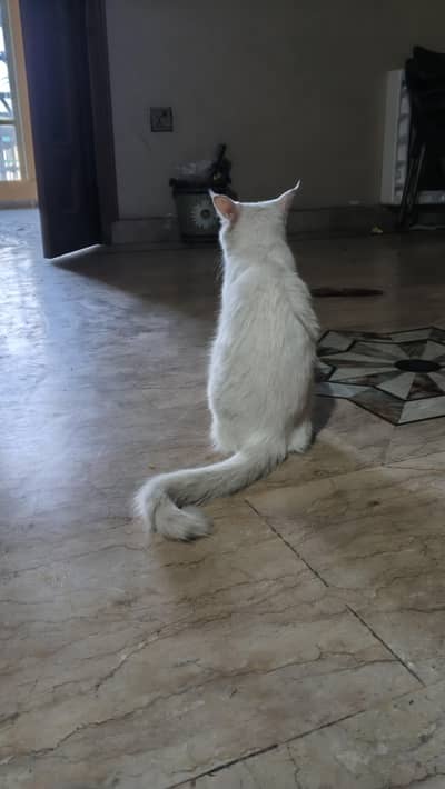 pursian cat ok hai