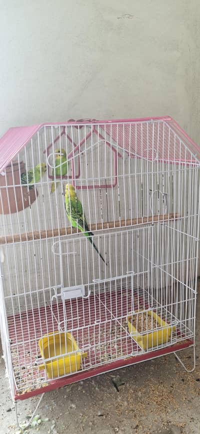 Australian Parrot | Budgies | Plus Size | With Cage