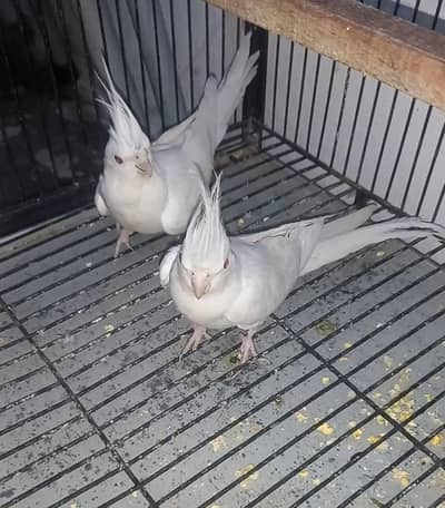 Eno cockatiel breeder pair