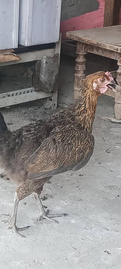 Sasti murgii