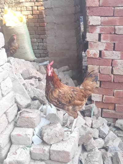 goden misri egg laying