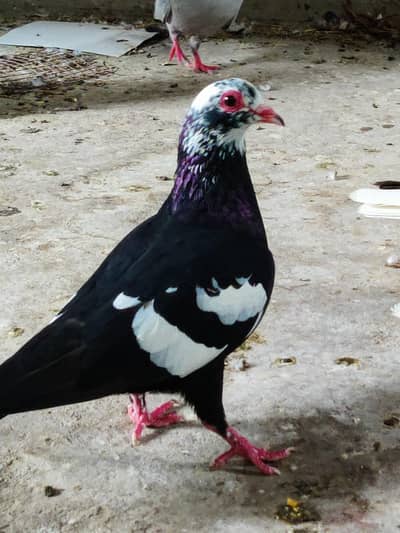 Black meena breeder female for sale