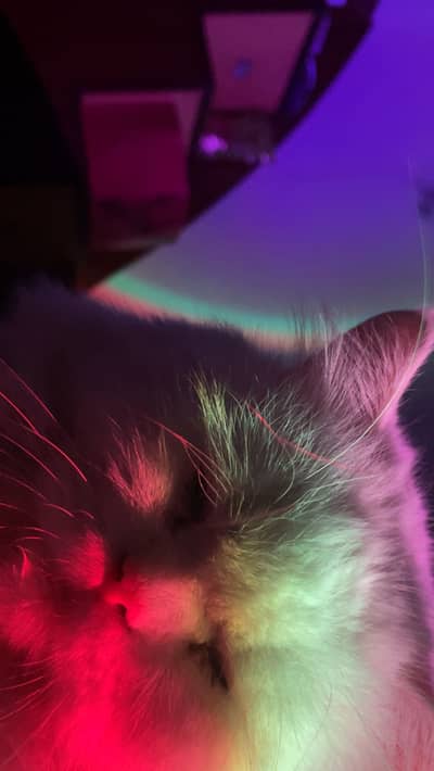 Persian female Cat For Sale