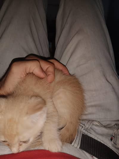 Ghar ma rakhnai wali ha best cat