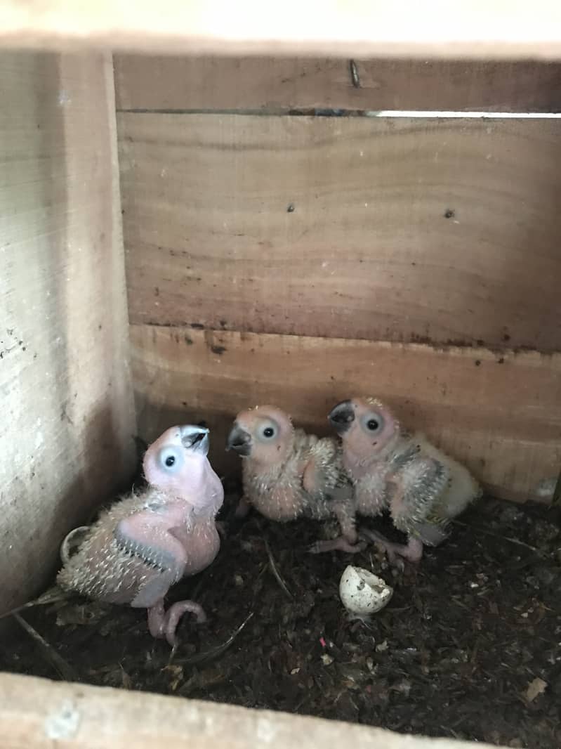 Suncoure chicks 3