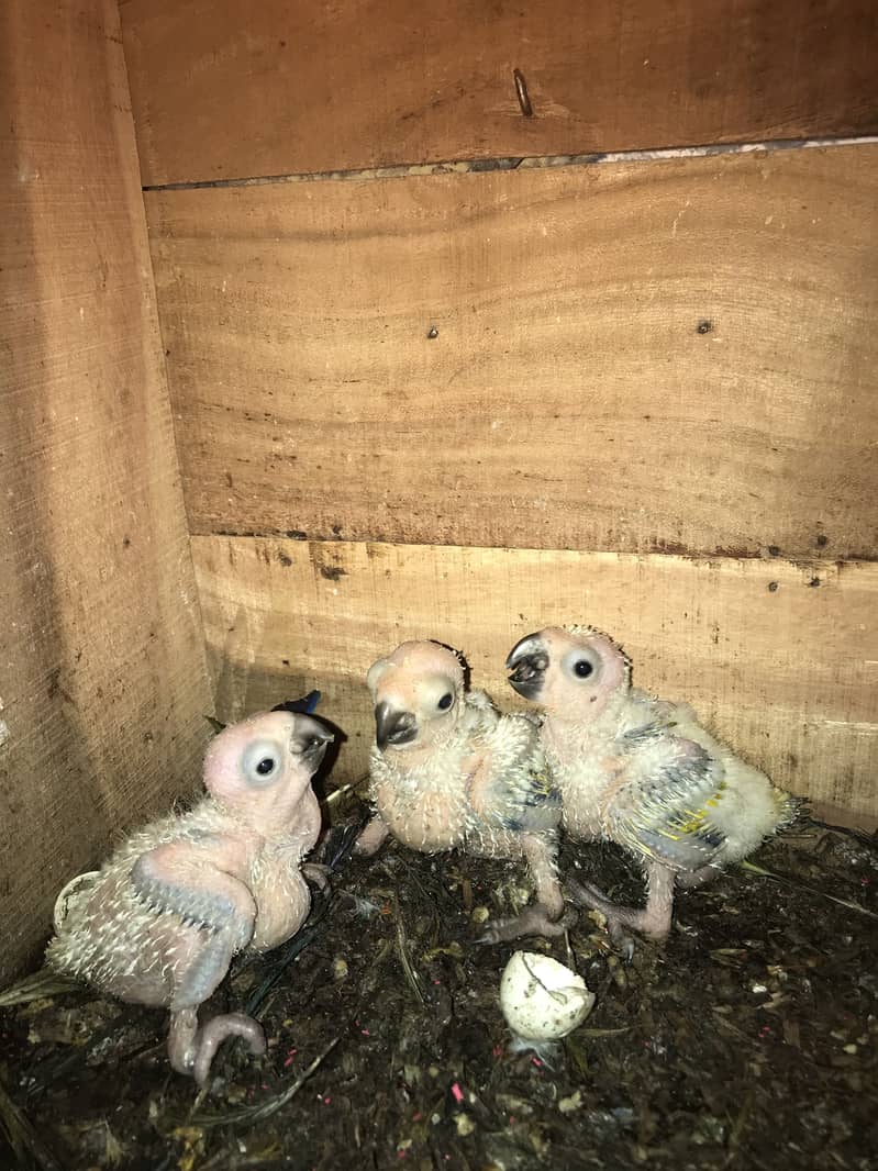 Suncoure chicks 4