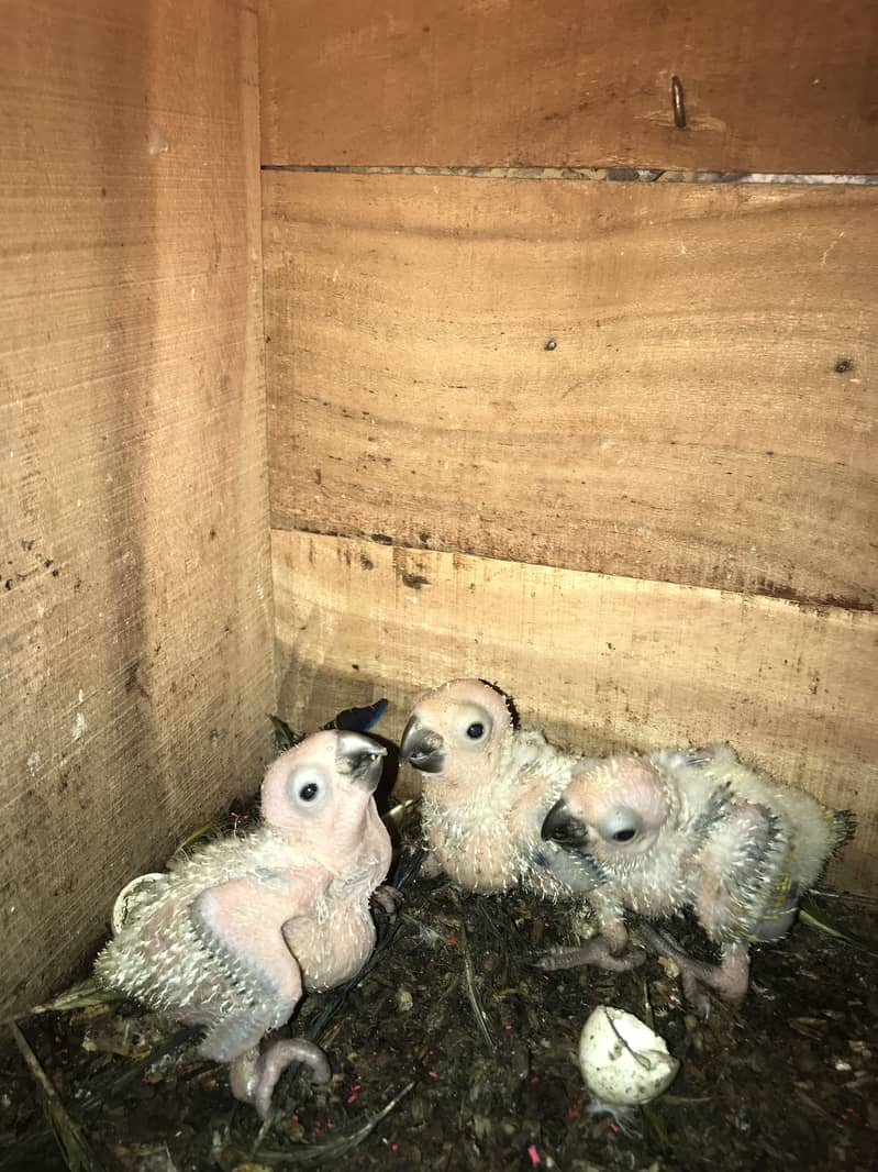 Suncoure chicks 5