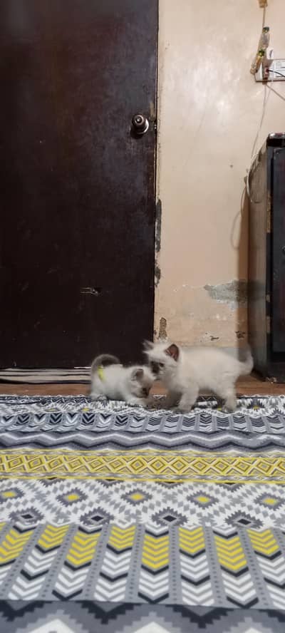 baby cat