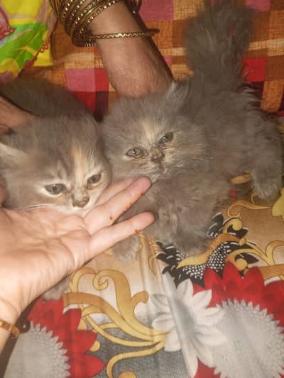 Persian kittens