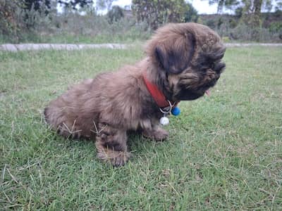 Shih tzu mame puppy dog