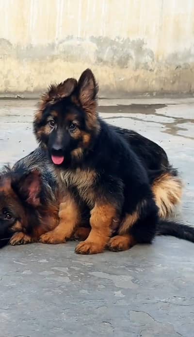Long coat German puppy Shepherd . 03481292582 WhatsApp