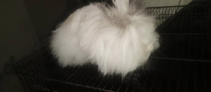 teddy bear dwarf rabbit pair
