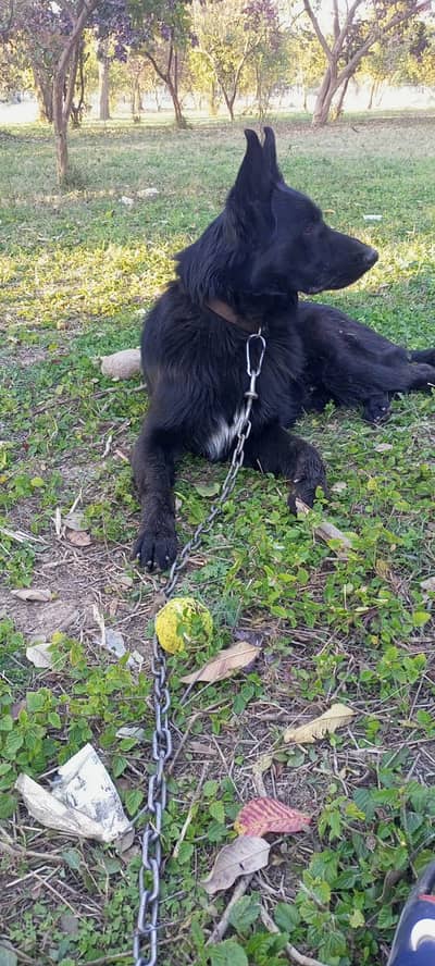 black German Shepherd male |long coat |Gsd Dog | male dog