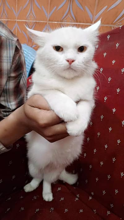 Female Persian Cat for Sale with Kittens