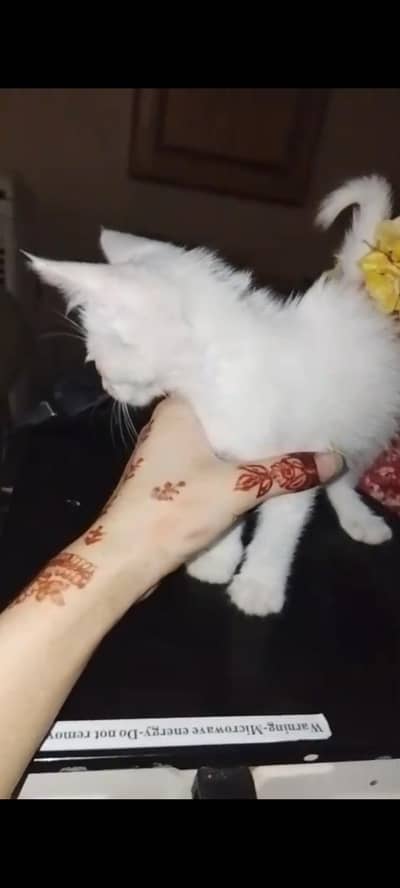 pure white  kitten