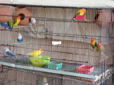 love birds