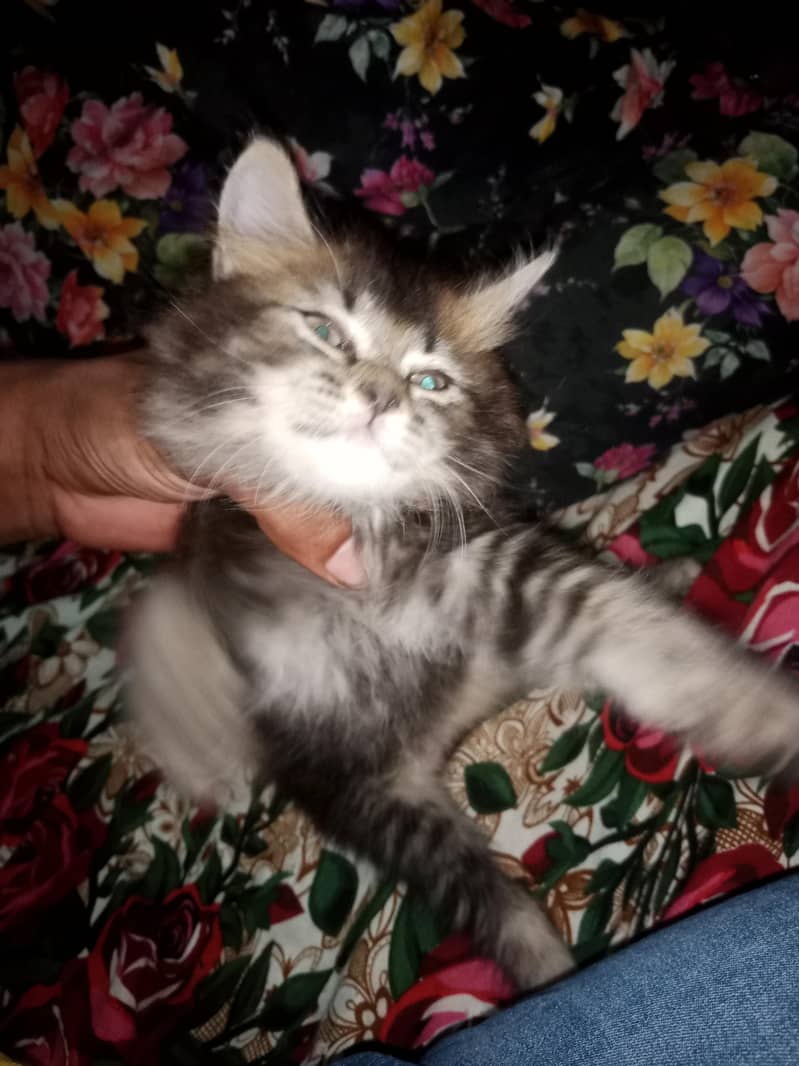 caut cat 0
