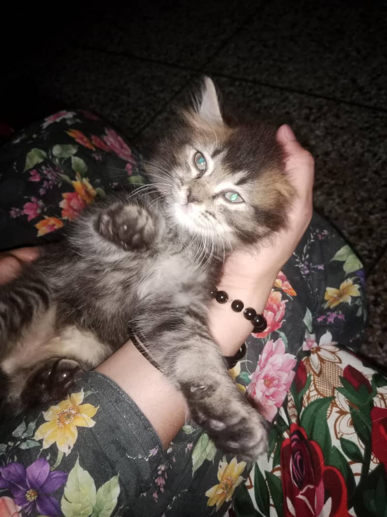 caut cat 1