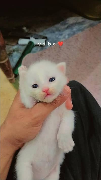 5 kittens for sale very low price