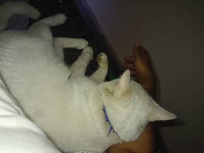 White Cat with Brown beautiful Eyes