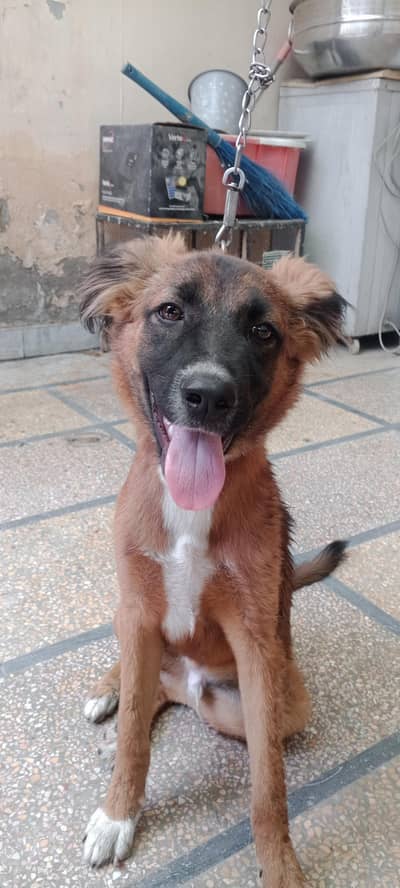 bagyari dog