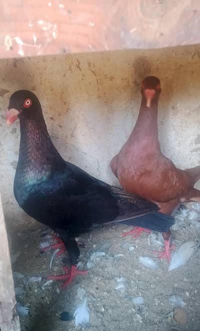 Dinash black and Brown Pair